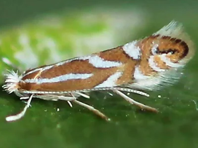Phyllonorycter cerasicolella
