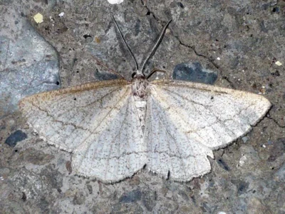 Perconia baeticaria