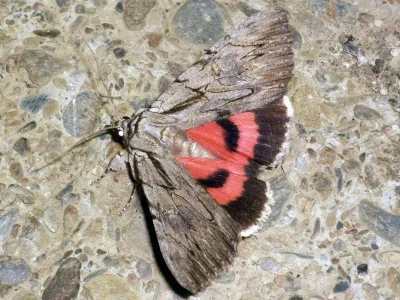 Catocala optata