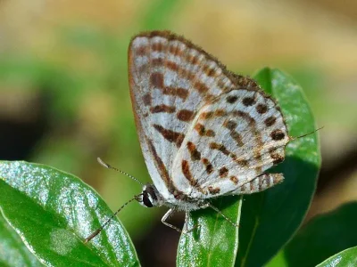 Tarucus balkanica