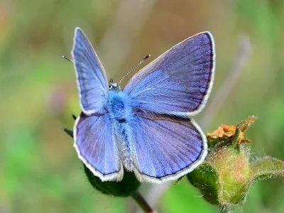 Polyommatus (Polyommatus) escheri