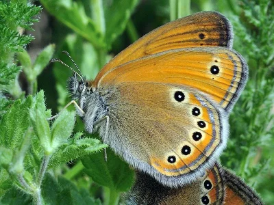 Coenonympha leander
