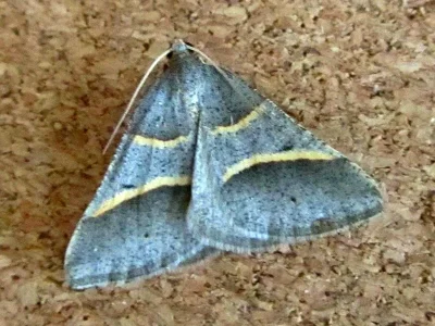 Perigune convergata