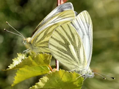Pieris (Artogeia) napi