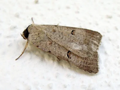 Lygephila (Lygephila) craccae