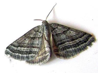 Scotopteryx coarctaria