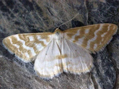 Idaea sericeata