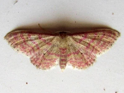 Idaea rhodogrammaria