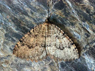 Triphosa tauteli