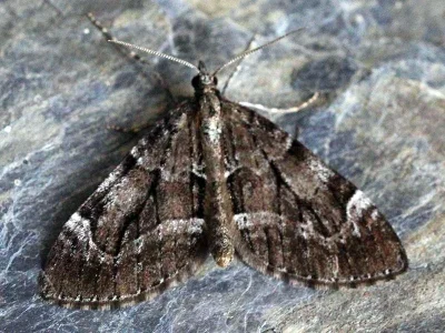 Epilobophora sabinata