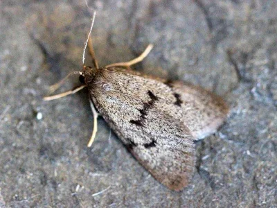 Apaidia mesogona
