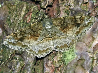 Alcis repandata