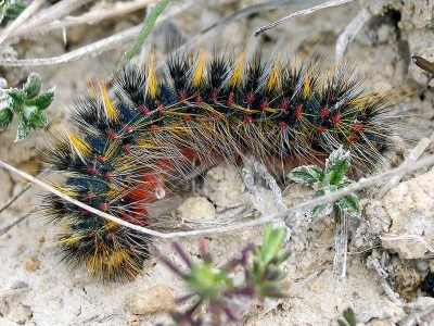 Chondrostega vandalicia