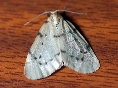Paidia rica
