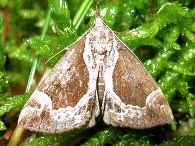 Hypena (Bomolocha) crassalis