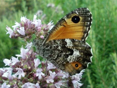 Hipparchia (Parahipparchia) aristaeus