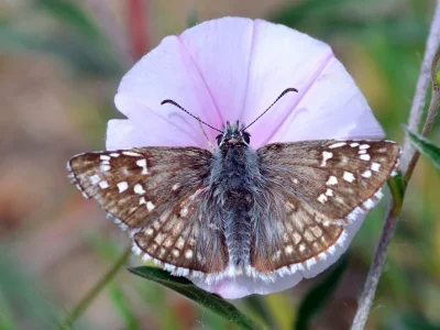 Pyrgus sidae