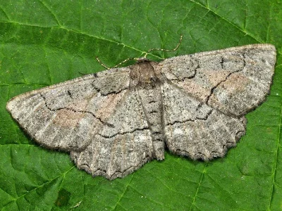 Nychiodes obscuraria