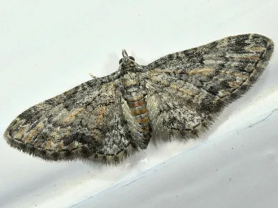 Eupithecia inturbata