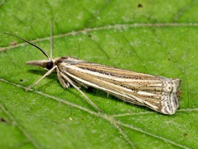 Ancylolomia tentaculella