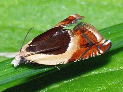 Ancylis badiana