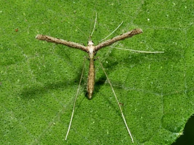 Agdistis adactyla