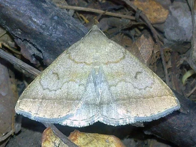 Zanclognatha lunalis