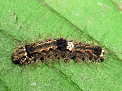 Eilema (Wittia) sororcula