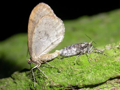 Operophtera brumata