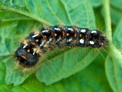 Acronicta (Viminia) rumicis