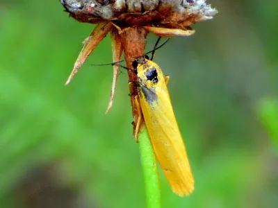 Eilema (Manulea) lutarella