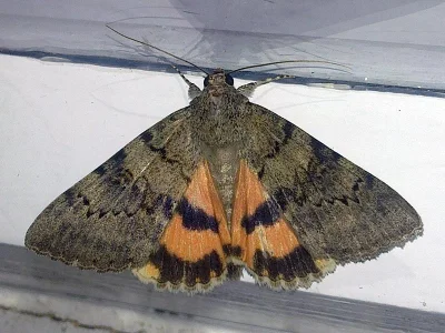 Catocala puerpera