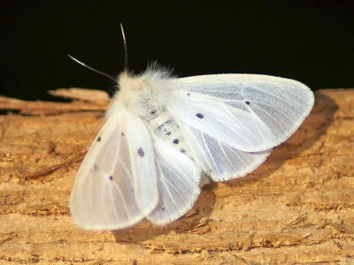 Diaphora mendica