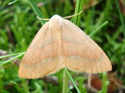 Hylaea fasciaria