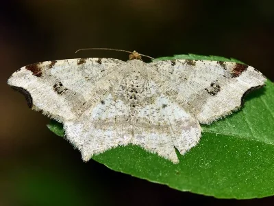 Macaria alternata