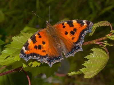Nymphalis (Nymphalis) xanthomelas