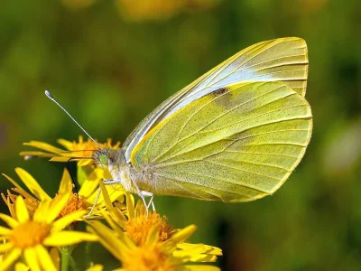 Pieris (Pieris) brassicae