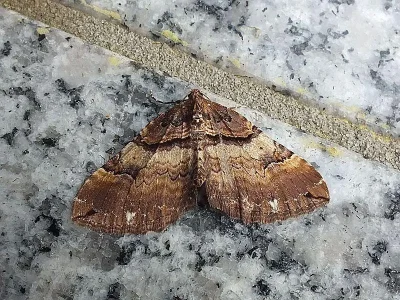 Earophila badiata