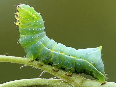 Amphipyra (Amphipyra) pyramidea