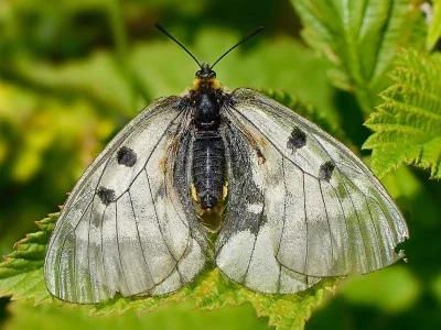 Parnassius (Driopa) mnemosyne