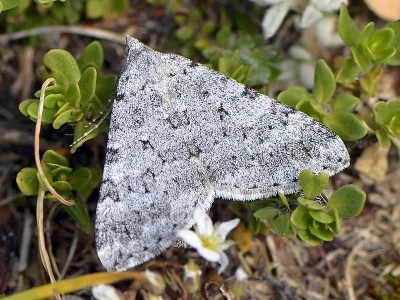 Aplocera simpliciata