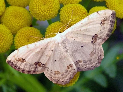 Scopula (Scopula) ornata