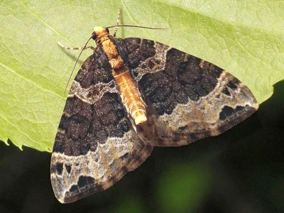 Ecliptopera capitata