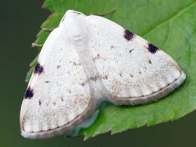 Lomographa bimaculata
