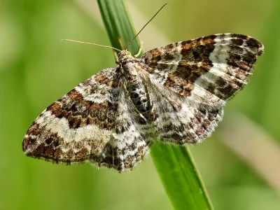 Epirrhoe alternata