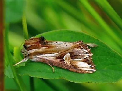 Actinotia polyodon