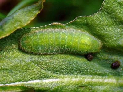 Lycaena (Heodes) tityrus