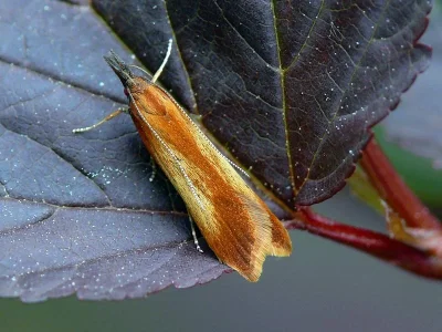 Dichomeris ustalella