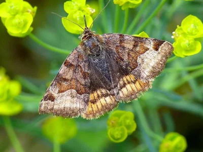 Euclidia (Euclidia) glyphica