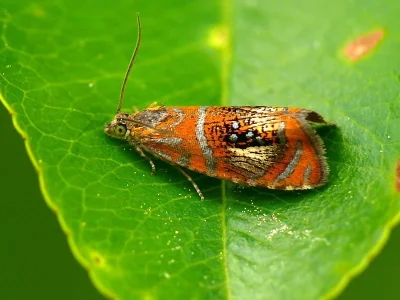 Olethreutes arcuella